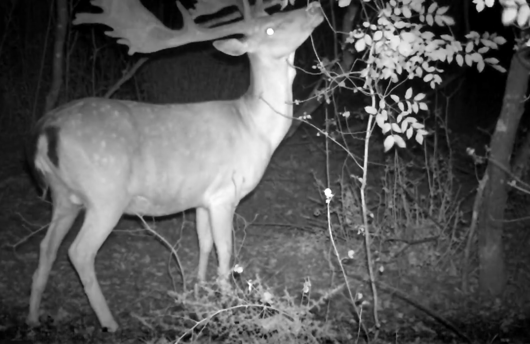 Un daino nel Parco Nazionale del Circeo - Riprese notture Parco Nazionale del Circeo
