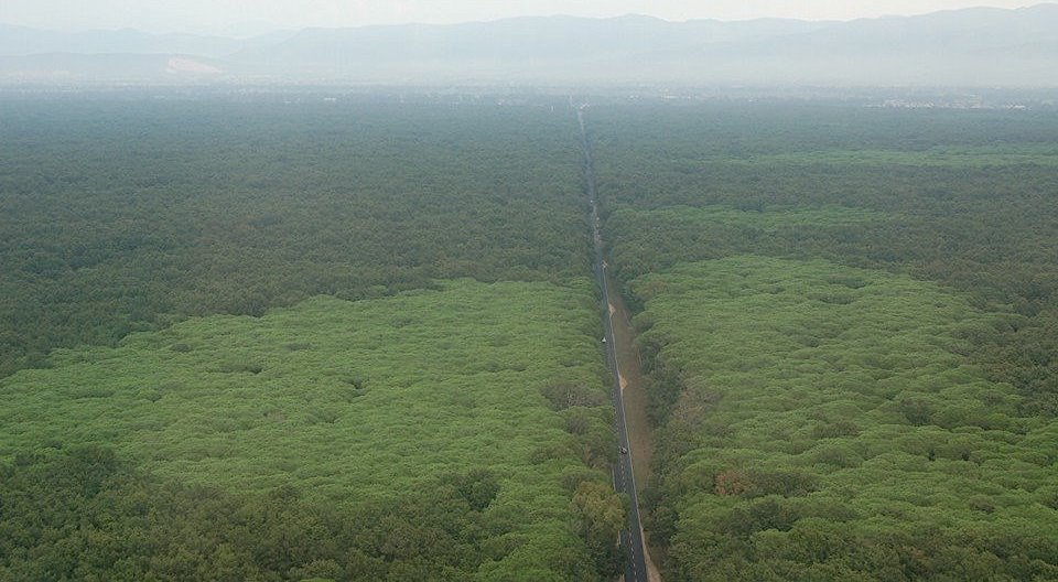 La foresta del Parco Nazionale del Circeo - foto del Corpo Forestale dello Stato